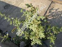 Chenopodium schraderianum Schult. (Dysphania schraderiana (Schult.) Mos. et Clem.)