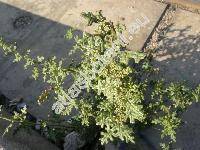 Chenopodium schraderianum Schult.