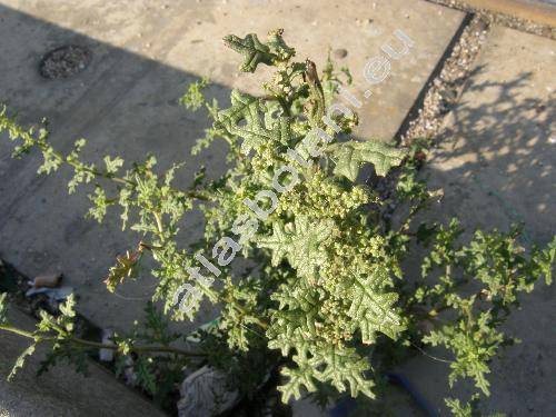 Chenopodium schraderianum Schult. (Dysphania schraderiana (Schult.) Mos. et Clem.)