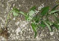 Chenopodium striatiforme J. Murr (Chenopodium album agg.)