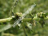 Atriplex patula L. (Atriplex agrostis Schur, Schizotheca patula (L.) Fourr.)