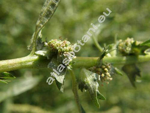 Atriplex patula L. (Atriplex agrostis Schur, Schizotheca patula (L.) Fourr.)