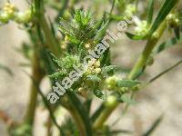 Kochia scoparia subsp. densiflora (Kochia scoparia (L.) Schrad., Chenopodium scoparia L., Bassia)