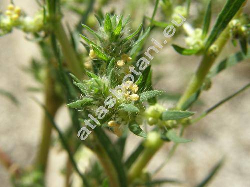 Kochia scoparia subsp. densiflora (Kochia scoparia (L.) Schrad., Chenopodium scoparia L., Bassia)