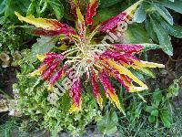 Amaranthus tricolor L.