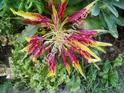 Amaranthus tricolor L.