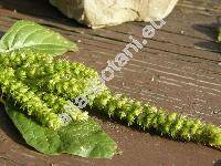 Amaranthus powellii S. Watson (Amaranthus chlorostachys)