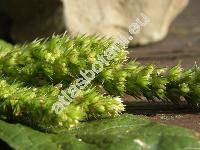 Amaranthus powellii S. Watson (Amaranthus chlorostachys)