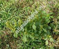 Amaranthus powellii S. Watson (Amaranthus chlorostachys)