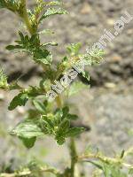 Amaranthus crispus (Lesp. et Th.) N. Terracc