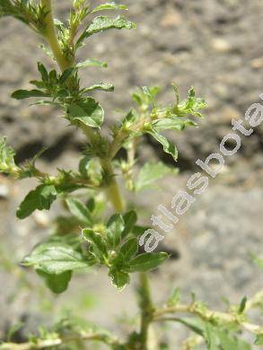 Amaranthus crispus (Lesp. et Th.) N. Terracc