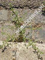 Amaranthus crispus (Lesp. et Th.) N. Terracc