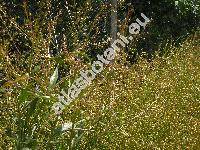 Bunias orientalis L. (Laelia orientalis (L.) Desv.)