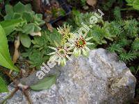 Sempervivum wulfenii (Sempervivum wulfenii Mert. et Koch, Sempervivum gaudiniii subsp. wulfenii (Hoppe) Bonn.)