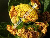 Calceolaria x herbeohybrida 'Goldtigerchen' (Calceolaria x hybrida)