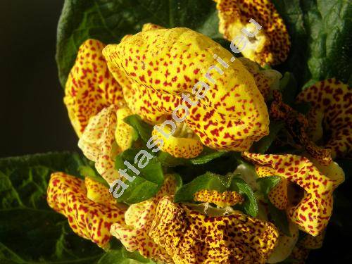 Calceolaria x herbeohybrida 'Goldtigerchen' (Calceolaria x hybrida)