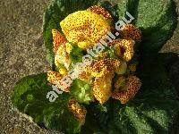 Calceolaria x herbeohybrida 'Goldtigerchen' (Calceolaria x hybrida)