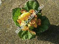 Calceolaria x herbeohybrida 'Goldtigerchen' (Calceolaria x hybrida)