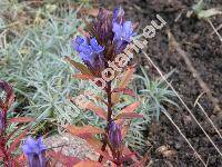 Gentiana pneumonanthe L. (Dasystephana pneumonanthe (L.) Sojk, Pneumonanthe vulgaris Schmidt)