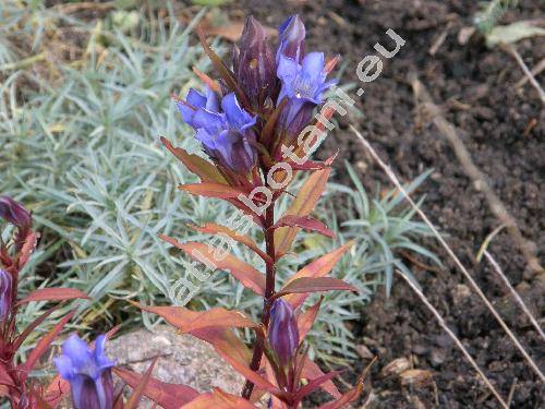 Gentiana pneumonanthe L. (Dasystephana pneumonanthe (L.) Soj�k, Pneumonanthe vulgaris Schmidt)