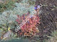 Gentiana pneumonanthe L. (Dasystephana pneumonanthe (L.) Soj�k, Pneumonanthe vulgaris Schmidt)