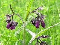 Symphytum x uplandicum Nyman (Symphytum asperum x Symphytum officinale)