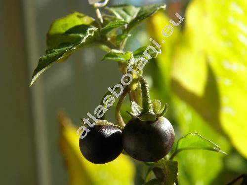 Solanum scabrum Mill. (Solanum melanocerasum All.)