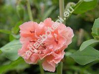 Clarkia elegans Dougl. (Clarkia unguiculata Lindl.)