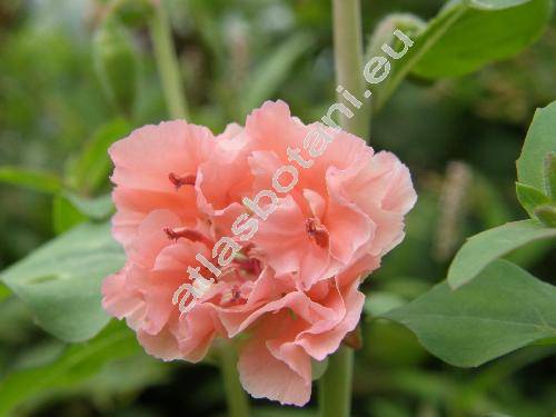 Clarkia elegans Dougl. (Clarkia unguiculata Lindl.)