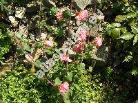 Clarkia elegans Dougl. (Clarkia unguiculata Lindl.)