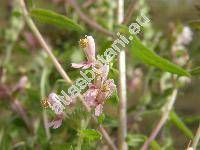 Odontites vernus subsp. serotinus (Odontites vulgaris Moench, Euphrasia rubra Baumg.,  Odontites ruber Pers. ex Bess.)