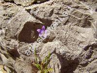 Campanula sibirica L.