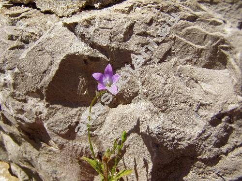 Campanula sibirica L.