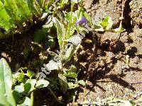 Campanula sibirica L.