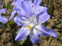 Scilla luciliae (Boiss.) Speta (Chionodoxa luciliae Boiss., Chionodoxa gigantea Whitt. in Barr)