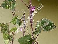 Phaseolus vulgaris var. vulgaris 'Purple Queen'