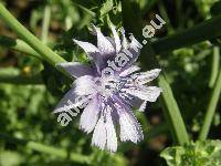 Cichorium endivia L.