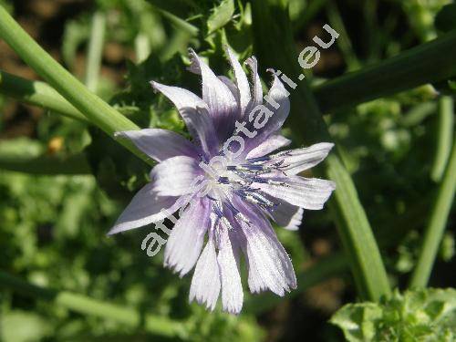 Cichorium endivia L.