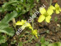 Diplotaxis tenuifolia 'Wild Rocket' (Sisymbrium tenuifolium L., Eruca tenuifolia (L.) Moench, Sinapis tenuifolia (L.) R. Br., Brassica tenuifolia (L.) Fries)