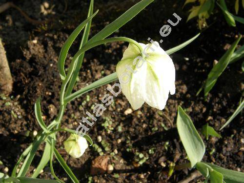 Fritillaria meleagris 'Alba'