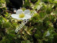 Potentilla sterilis (L.) Garcke (Potentilla fragariastrum Ehrh. ex Pers., Fragaria sterilis L.)