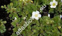 Potentilla sterilis (L.) Garcke (Potentilla fragariastrum Ehrh. ex Pers., Fragaria sterilis L.)