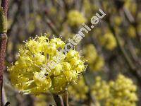 Cornus mas L. subsp. luteocarpa (Cornus vernalis L., Macrocarpium mas (L.) Nakai, Cornus mascula Zorn)