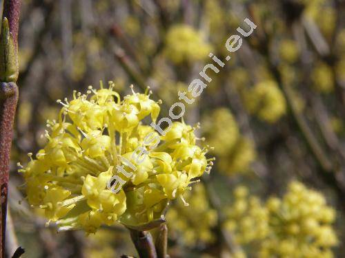 Cornus mas L. subsp. luteocarpa (Cornus vernalis L., Macrocarpium mas (L.) Nakai, Cornus mascula Zorn)