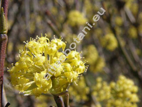 Cornus mas L. subsp. luteocarpa (Cornus vernalis L., Macrocarpium mas (L.) Nakai, Cornus mascula Zorn)