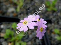 Primula farinosa L.