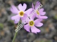 Primula farinosa L.