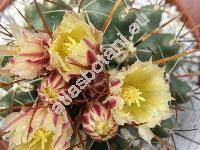 Thelocactus flavus (Thelocactus tulensis)