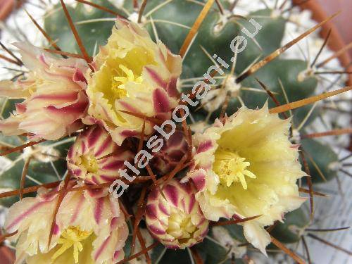 Thelocactus flavus (Thelocactus tulensis)