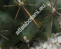 Thelocactus flavus (Thelocactus tulensis)